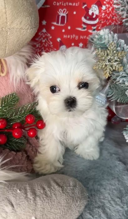 Очаровательная девочка мальтезе, 2 месяца КСУ
