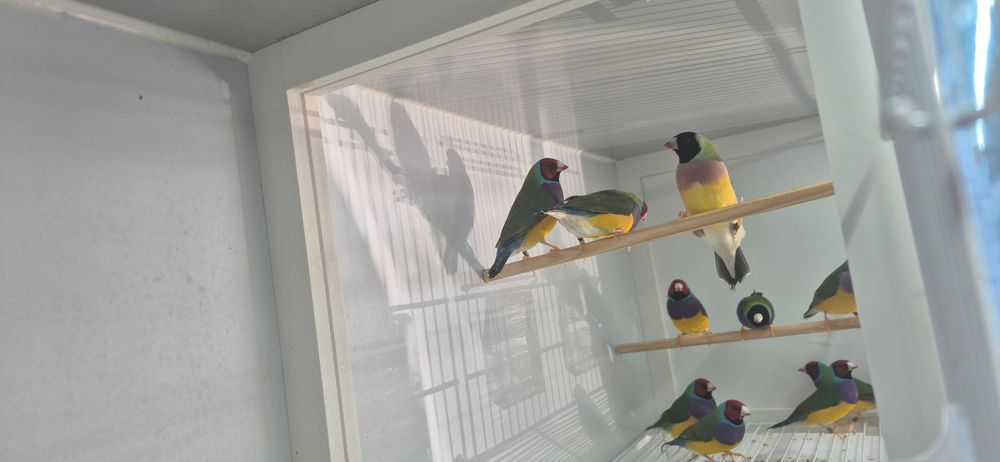 Diamantes de Gould