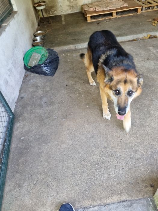 Pastor Alemão  - REX