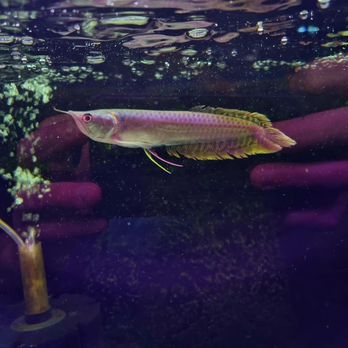 Arowana srebrna 20cm