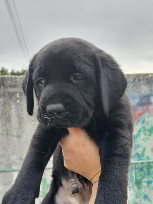 Labrador retriver Menina