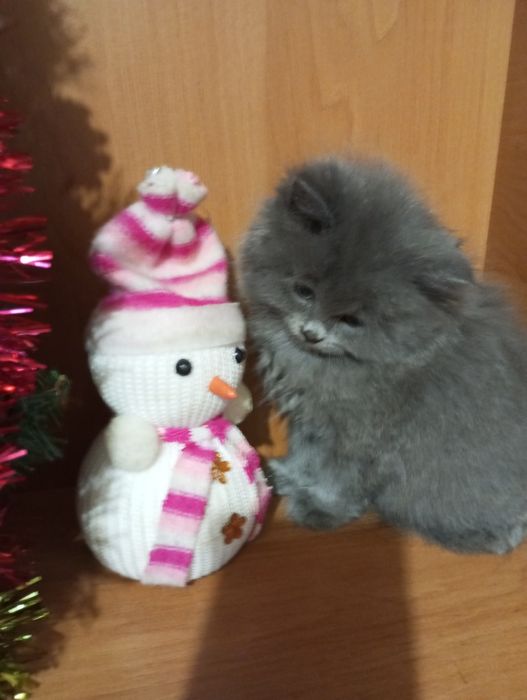 Британські чистокровні котята