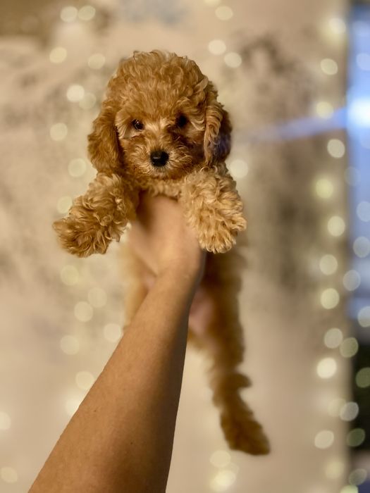 Щенок мальтипу мини — настоящая нежность в каждом взгляде!