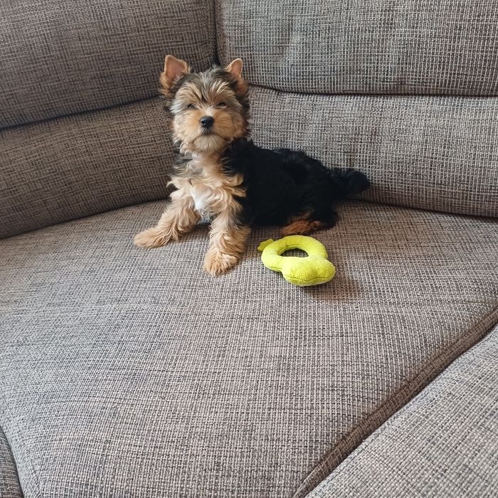 Yorkshiere Terrier suczka rodowodowa York