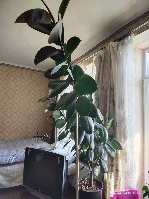 Великий фікус (тільки самовивезення).