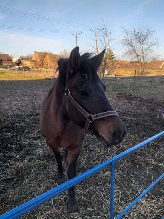 Sprzedam klacz Rasy Hoculskiej