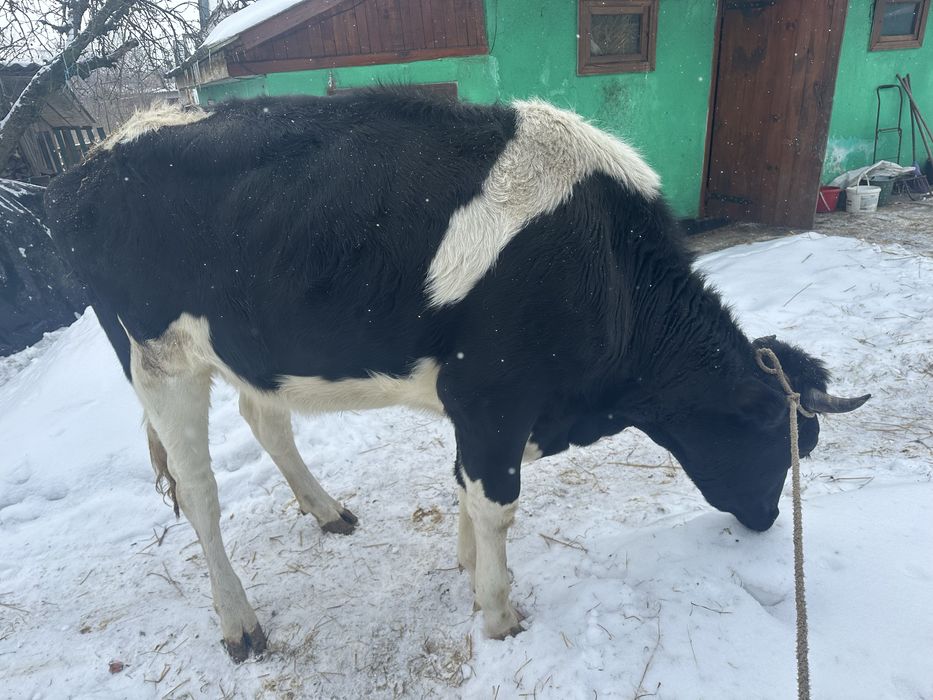 Продам тільну телицю