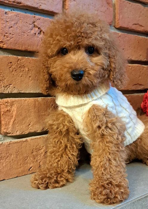 Cockapoo f1b  piękna dziewczynka gotowa  na zmian3 domu