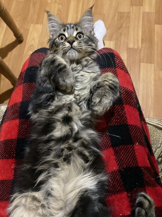 Мейн кун остання дівчика