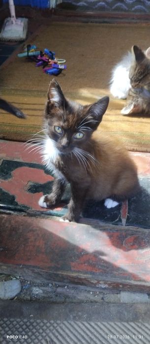 Срочно віддам котят в добрі руки