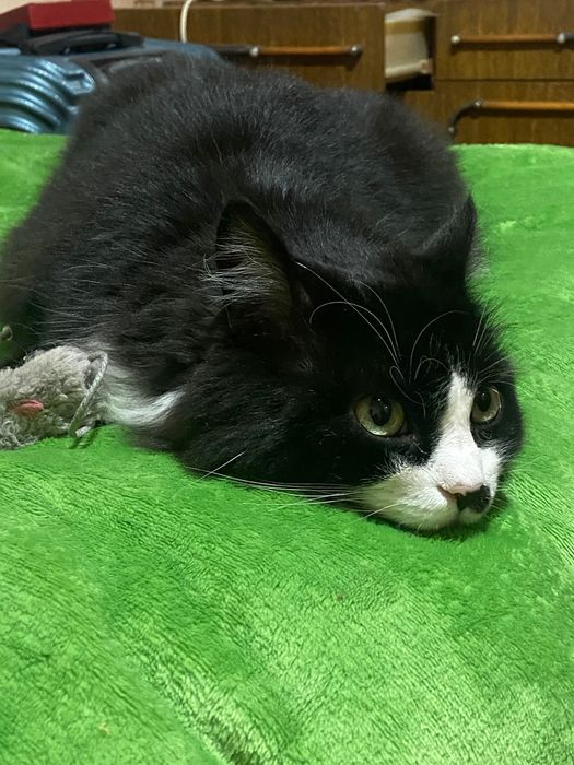 Віддаю кицю у добру та відповідальну сім‘ю