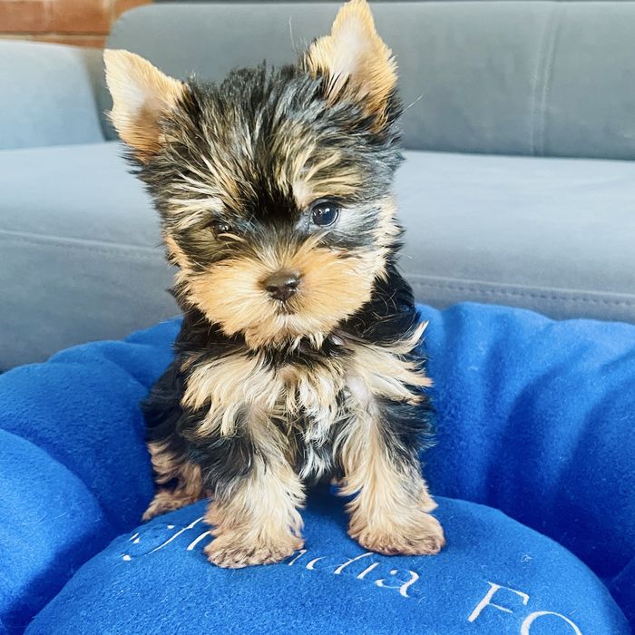 Yorkshire terrier z rodowodem ZKwP FCI
