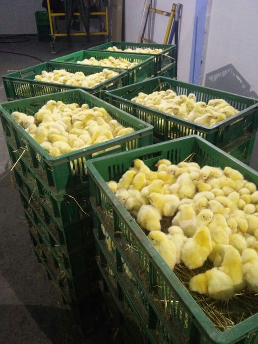 Суточные цыплята бройлера, мастер грей, ред бро, испанка