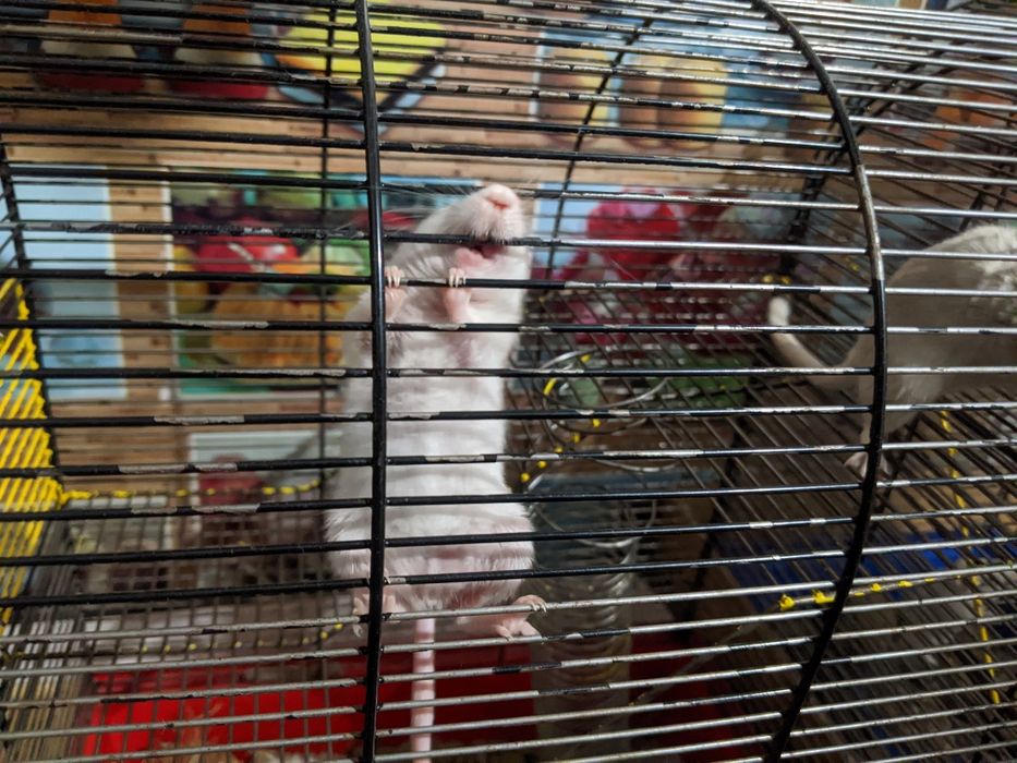 Монгольська піщанка