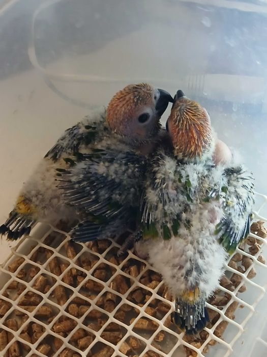 Aratingas sol para acabar de criar a mão