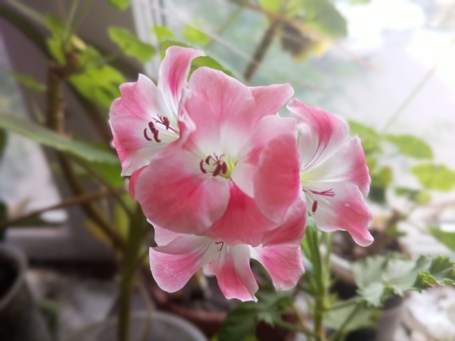 Пеларгонія королівська,зональна,ампельна