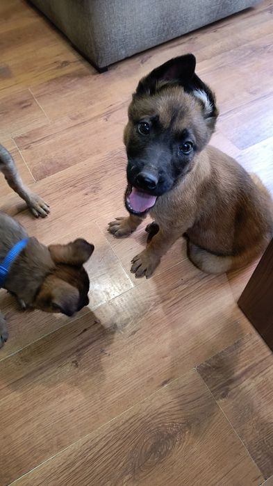 Szczeniaki owczarka belgijskiego