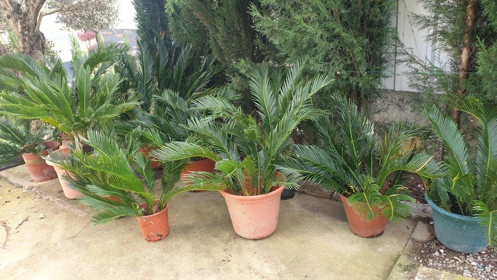 Vendo sicas azevinhos e pinheiros mansos