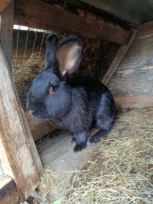 Продаємо кролів  кого цікавить н/т+380 98 523 6903