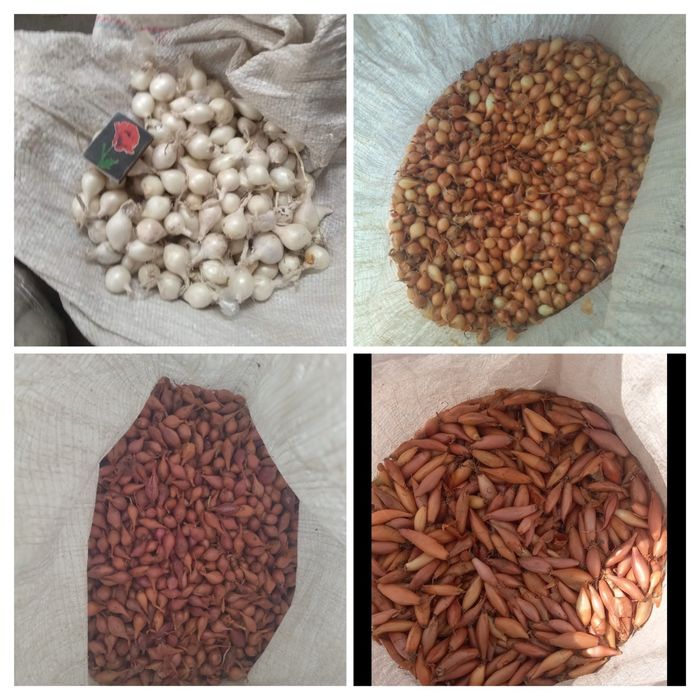 Лук севок, арпаж, тыканка