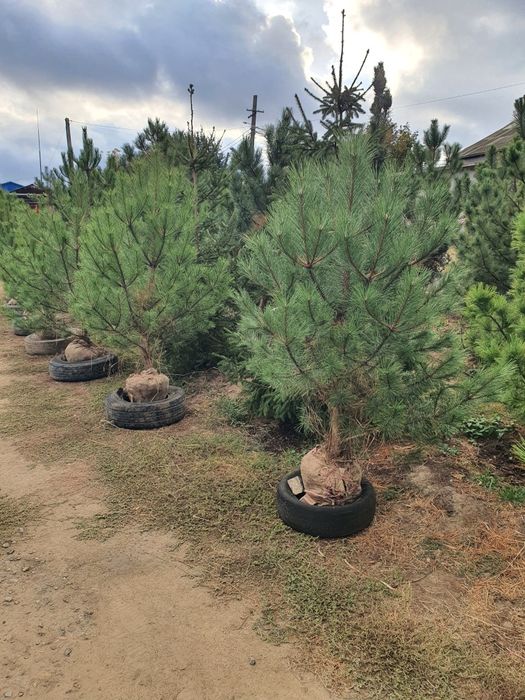 Туя Aurea Nana (Ауреа Нана) сосна кримська