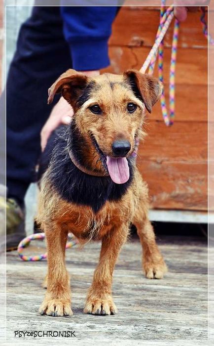 Zara – kiedyś miała dom, teraz tęskni za kratami