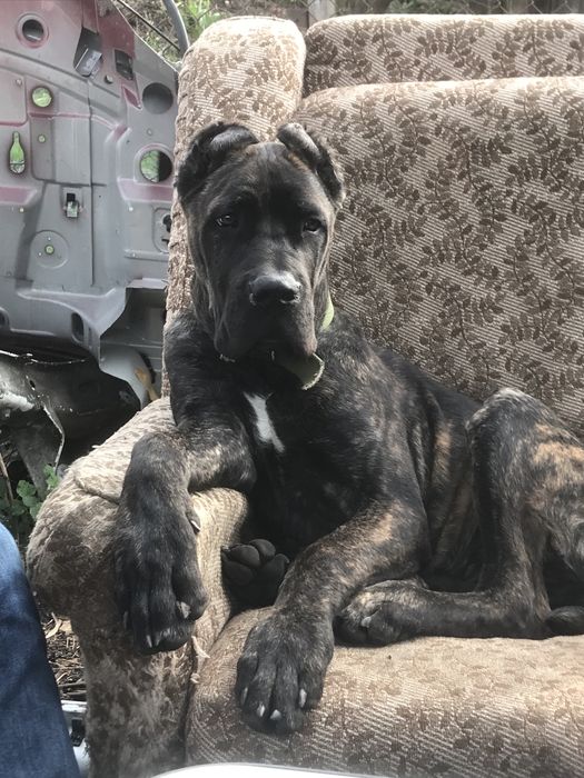 Гарнющій кабель КанеКорсо  шукає пару