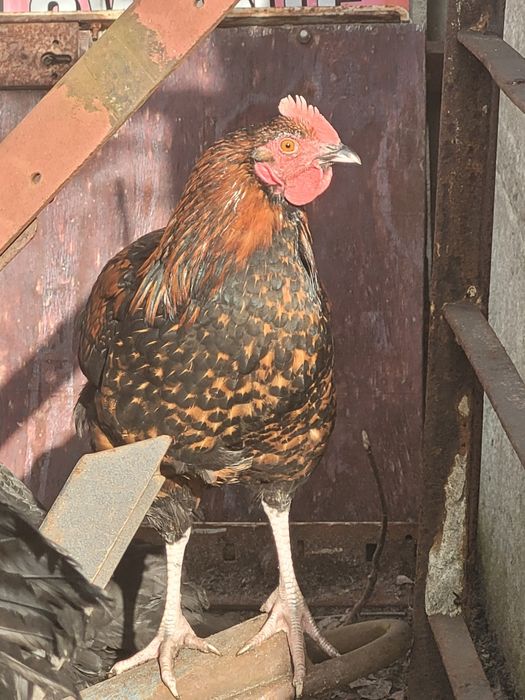 Koguty Kochin Olbrzymi, Mix