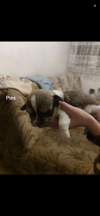 Odam za darmo pieski