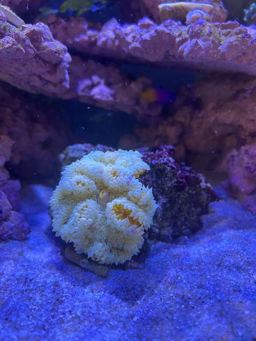 Corais diversos  para aquario marinho