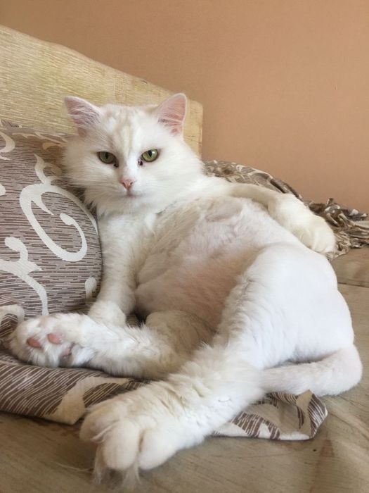 Ищу дом для котиков