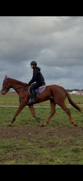 klacz 4lata zajezdzona