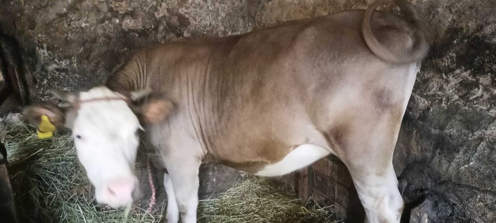 Jałóweczka, jałówka