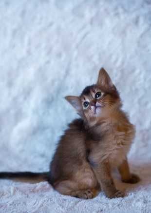 Сомалийская кошечка под елочку