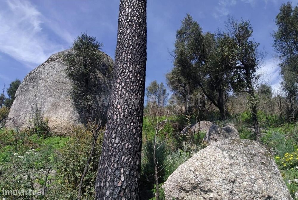 Terreno / Baião, Santa Cruz do Douro e São Tomé de Covelas