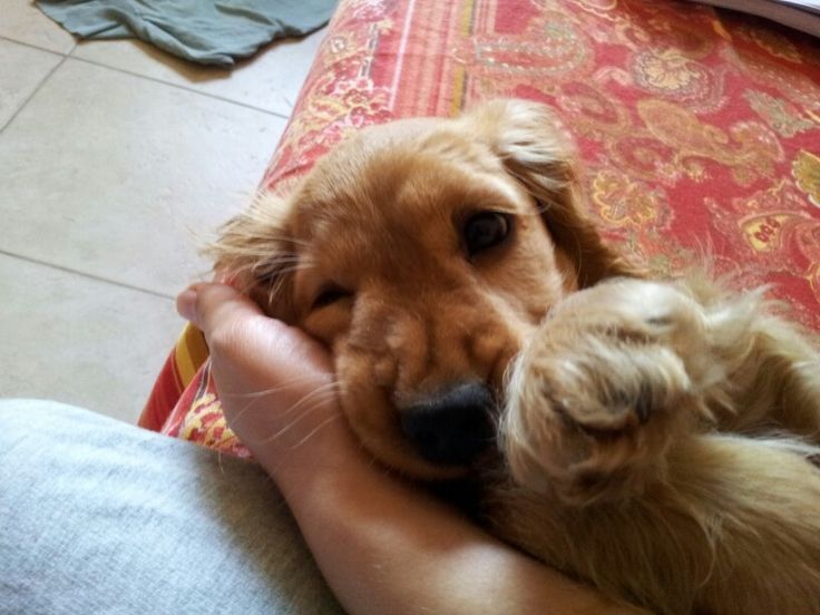 Малюк спаніеля — розумний, ніжний, домашній