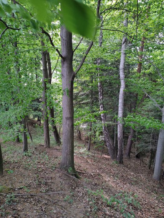 Sprzedam działkę  42 ar w tym budowlaną 12 ar, Ropa