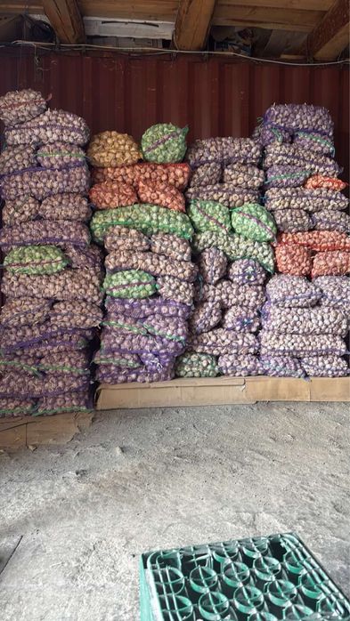 Продам часник зимній на посадку