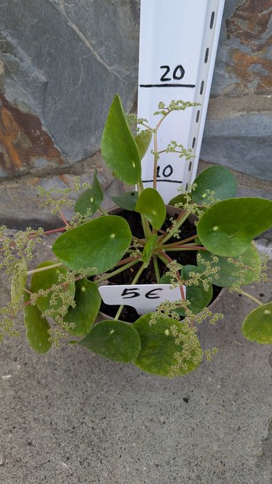 Vaso com planta chinesa do dinheiro