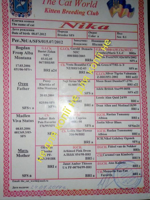 Плюшеві шотландські кошенята висловухі і прямовухі!!!Є кішка 5 міс