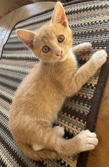 Кошеня безкоштовно