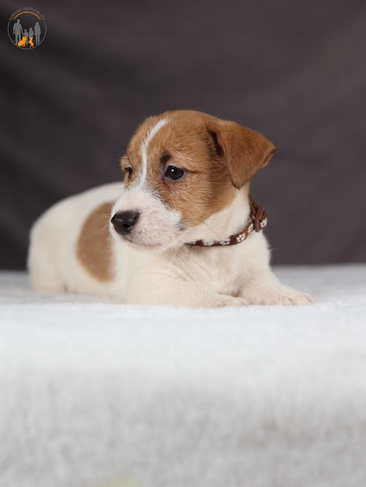 Jack Russell Terrier ZKwP FCI piękny i spokojny piesek rezerwacja