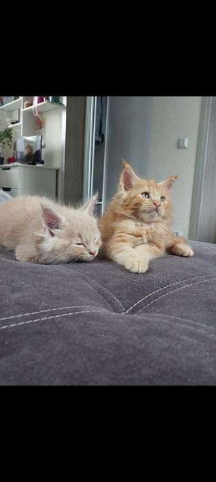 Котики мейн кунчики в Полтаві