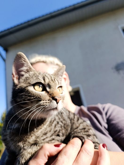 5cio miesięczna kotka do adopcji