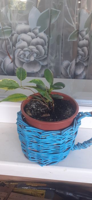 Фикусы разных размеров