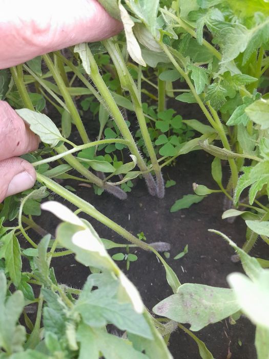 Продам розсаду помідор