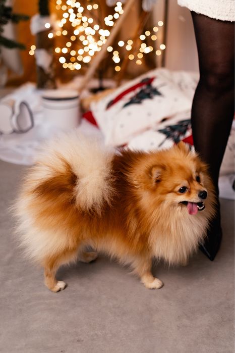 Вязка , чистокровний шпіц шукає дівчину