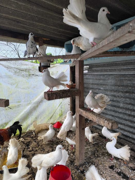 Pombas de leque brancas para casamentos e outros fins..