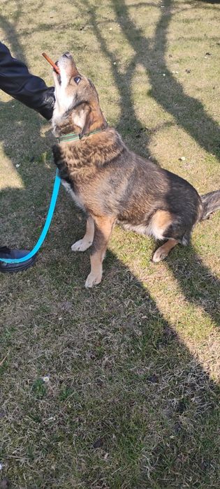 Pilnie szukamy domu.