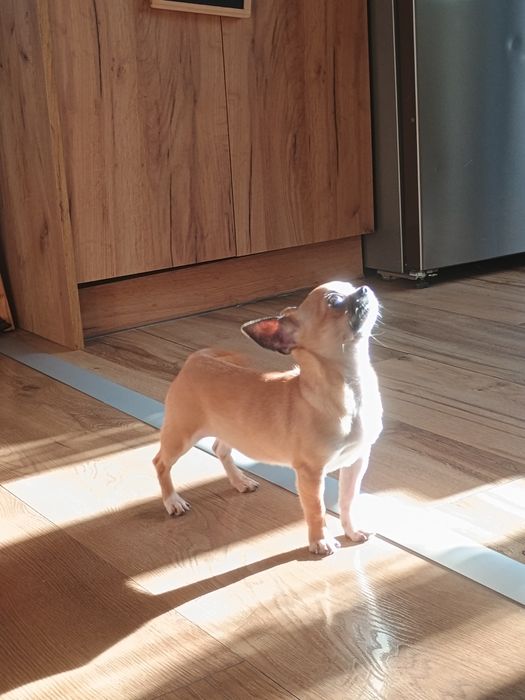 Chihuahua dziewczynka XXS, maleńka